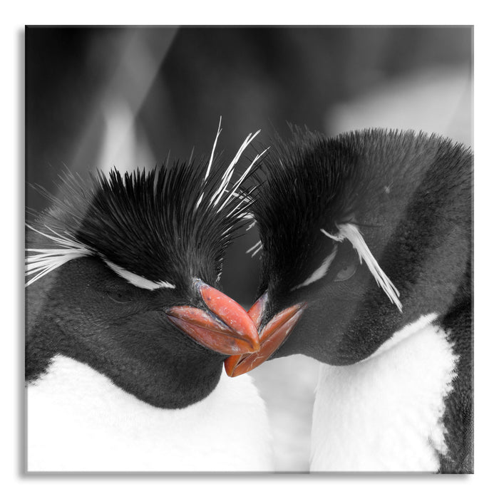 Pixxprint Pinguine kuscheln, Glasbild Quadratisch