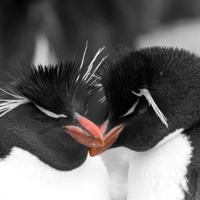 Pinguine kuscheln, Glasbild Quadratisch