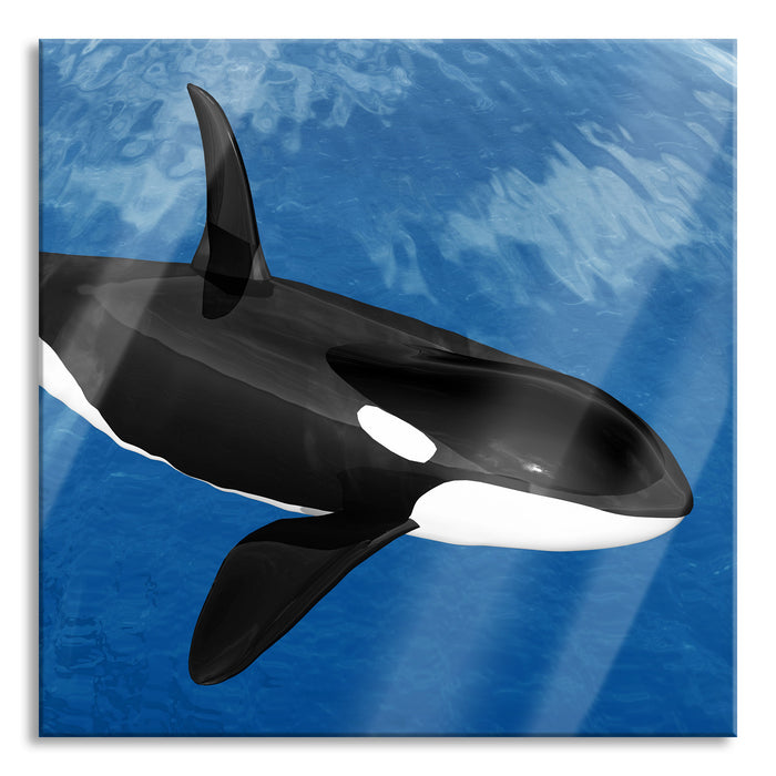 schöner Orca im Meer, Glasbild Quadratisch