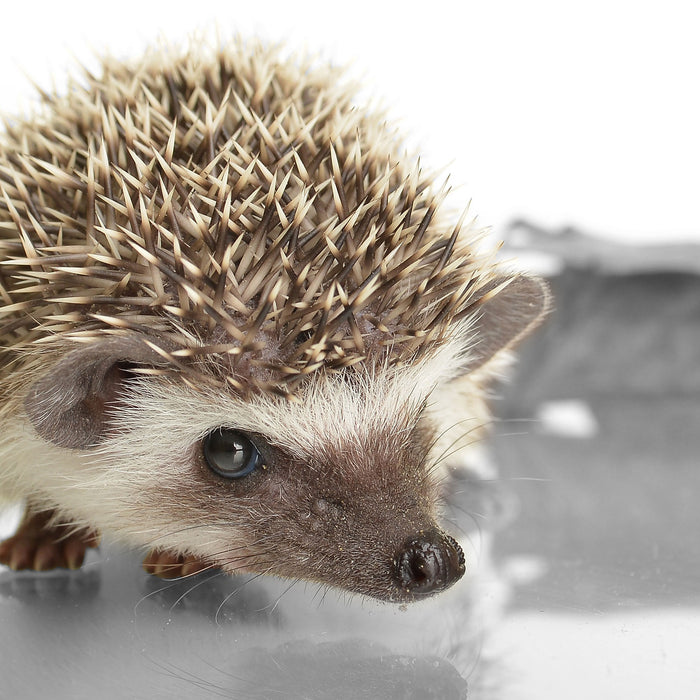 kleiner süßer Igel, Glasbild Quadratisch