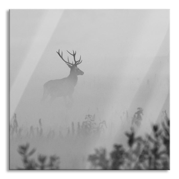 Hirsch im Nebel, Glasbild Quadratisch