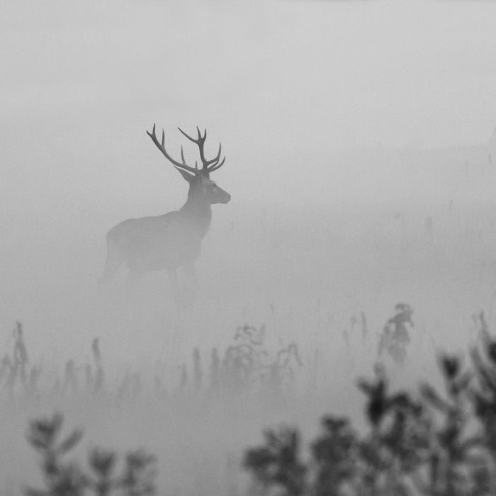 Hirsch im Nebel, Glasbild Quadratisch