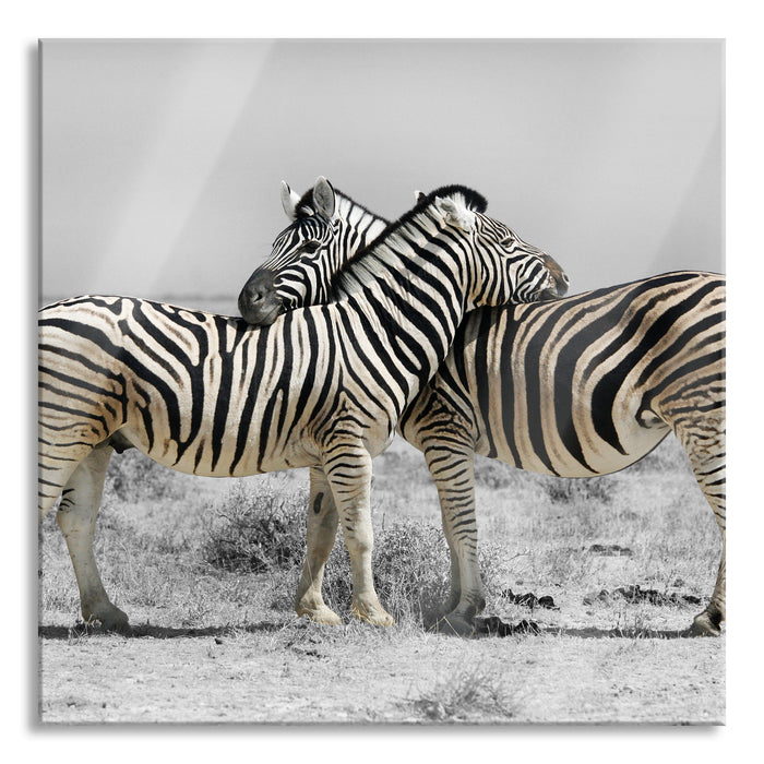 Pixxprint Zebras in der Savanne, Glasbild Quadratisch