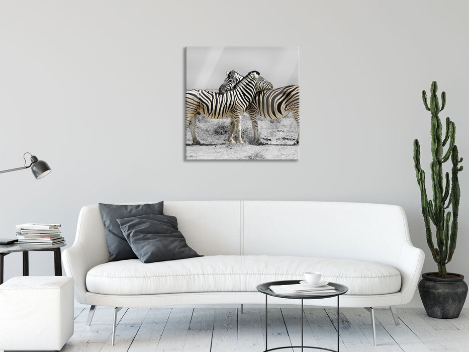 Zebras in der Savanne, Glasbild Quadratisch