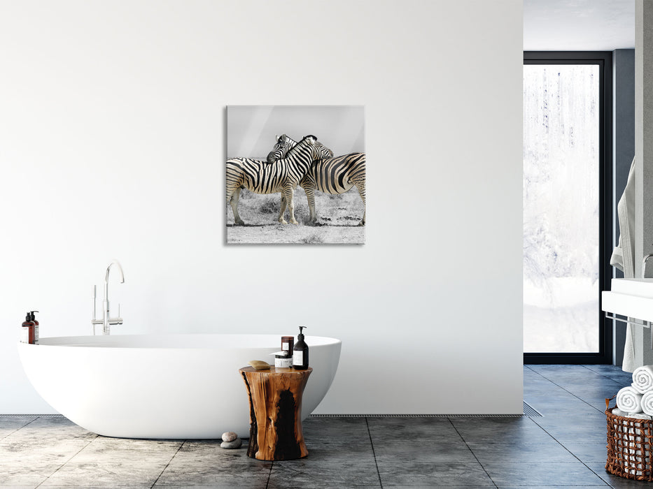 Zebras in der Savanne, Glasbild Quadratisch