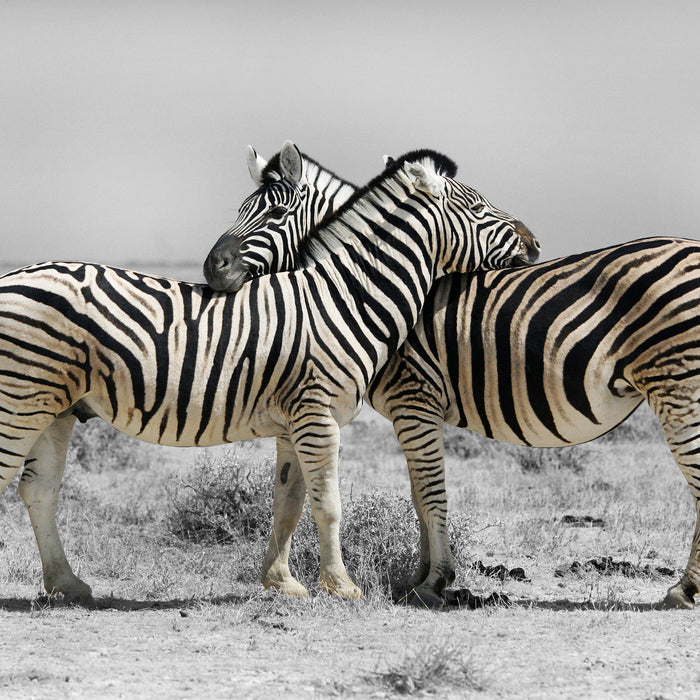 Zebras in der Savanne, Glasbild Quadratisch