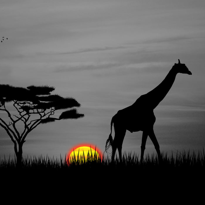 Giraffe im Sonnenuntergang, Glasbild Quadratisch