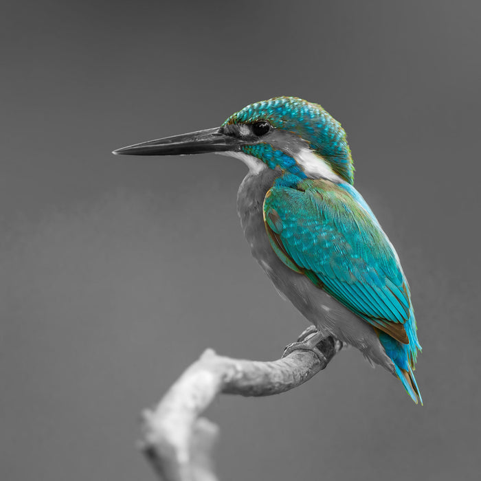 wunderschöner Eisvogel auf Ast, Glasbild Quadratisch