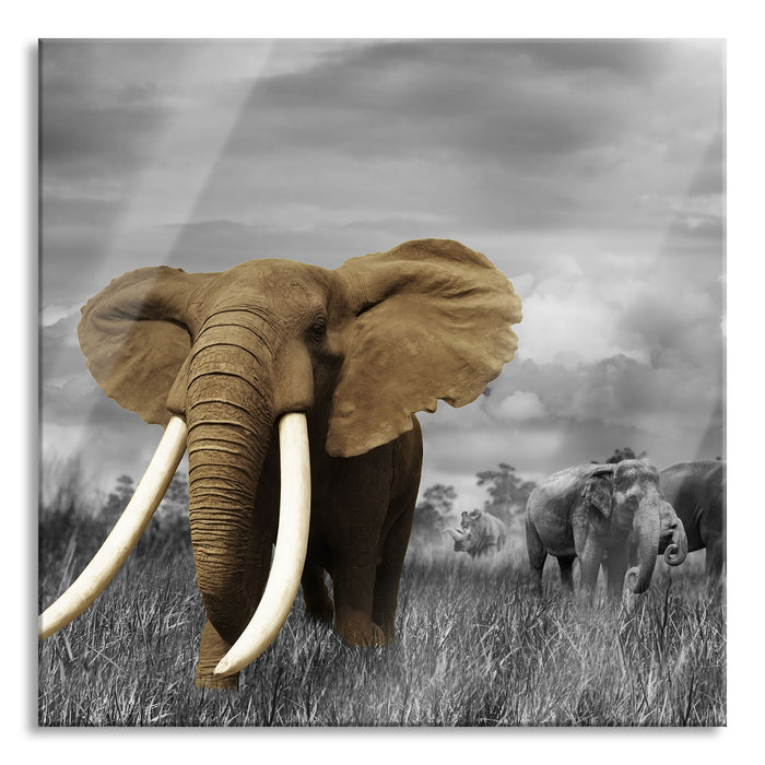 Pixxprint Elefanten in der Savanne, Glasbild Quadratisch