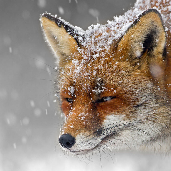 wunderschöner Fuchs im Schnee, Glasbild Quadratisch