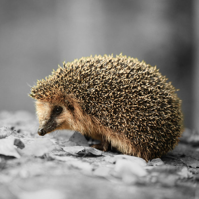 kleiner süßer Igel im Laub, Glasbild Quadratisch