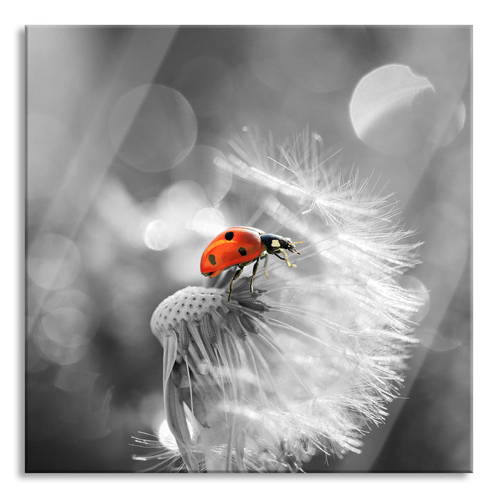 Marienkäfer auf Pusteblume, Glasbild Quadratisch