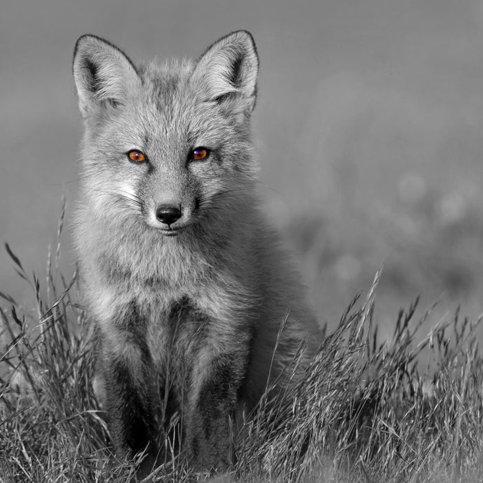 kleiner süßer Fuchs auf Wiese, Glasbild Quadratisch