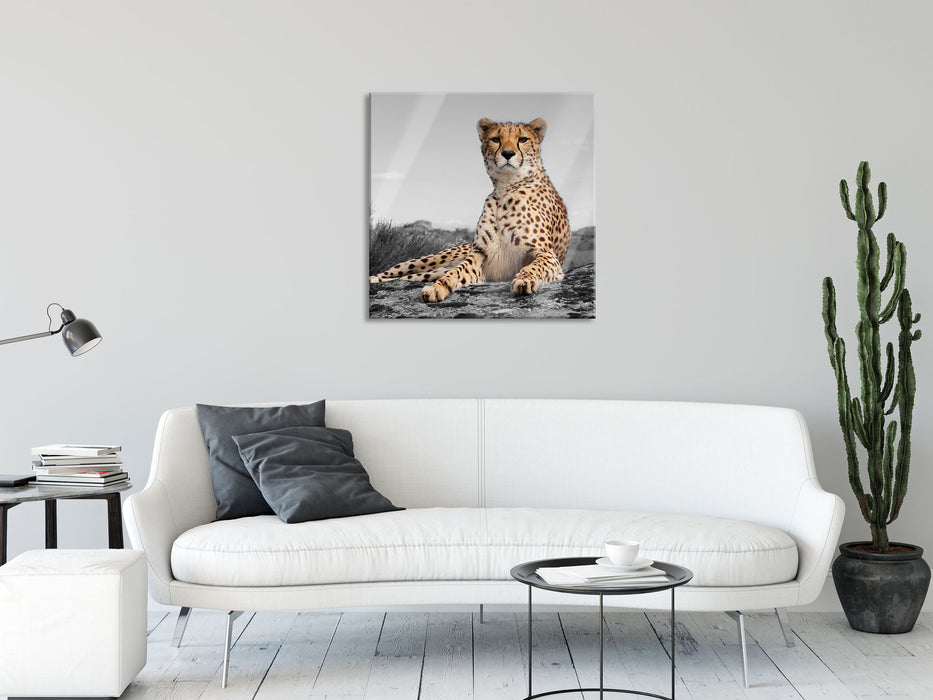 prächtiger Gepard in Savanne, Glasbild Quadratisch