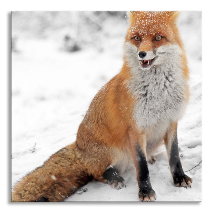 Pixxprint angespannter Fuchs im Schnee, Glasbild Quadratisch