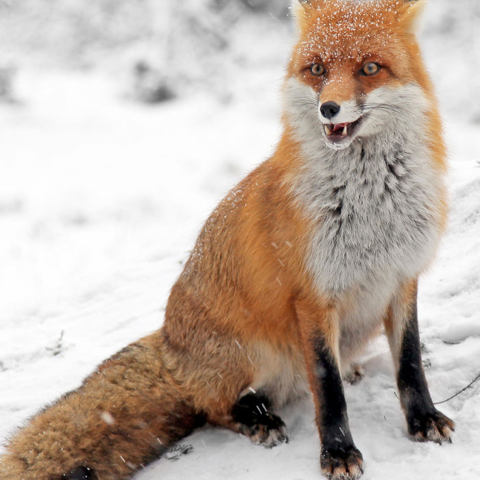 angespannter Fuchs im Schnee, Glasbild Quadratisch