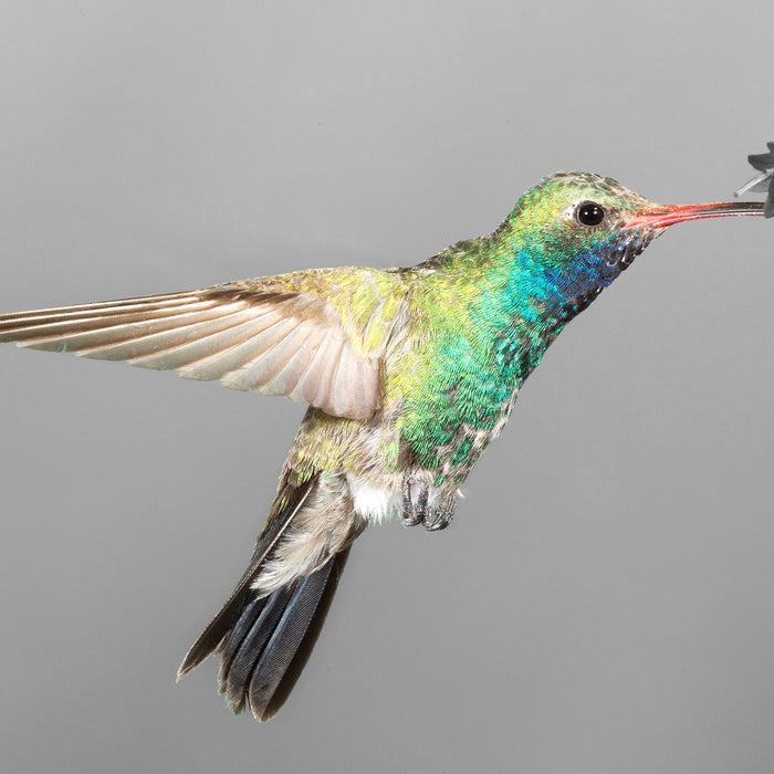 wunderschöner Kolibri, Glasbild Quadratisch