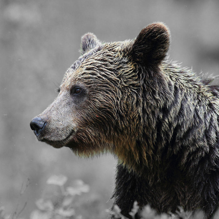 einsamer Bär im Wald, Glasbild Quadratisch