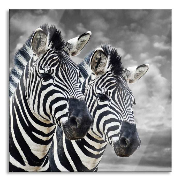 zwei Zebras, Glasbild Quadratisch