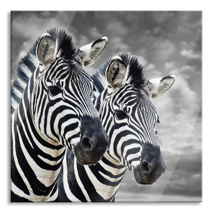 Pixxprint zwei Zebras, Glasbild Quadratisch