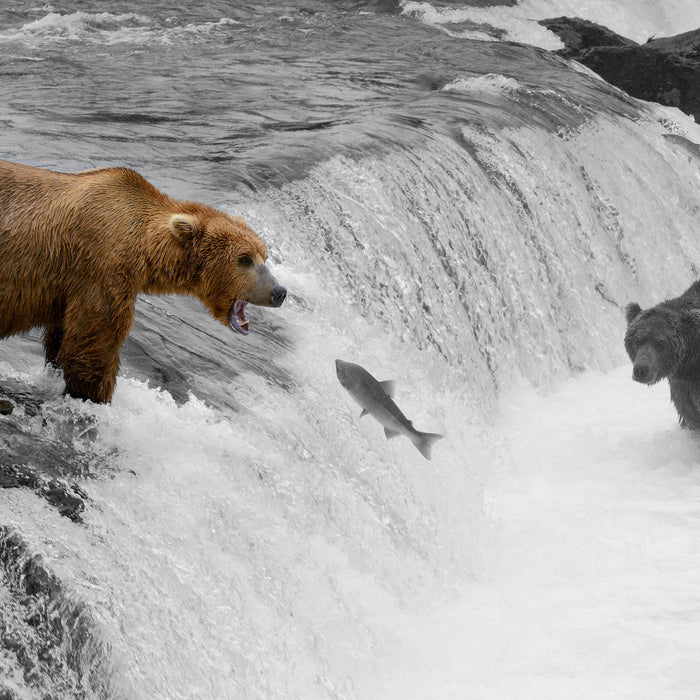 Bären beim Lachs fangen, Glasbild Quadratisch