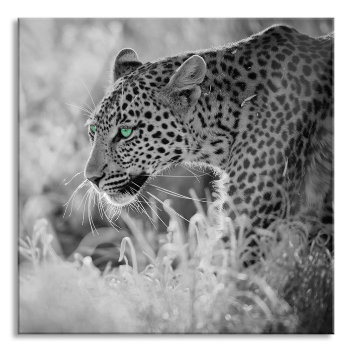 Pixxprint schleichender Leopard, Glasbild Quadratisch