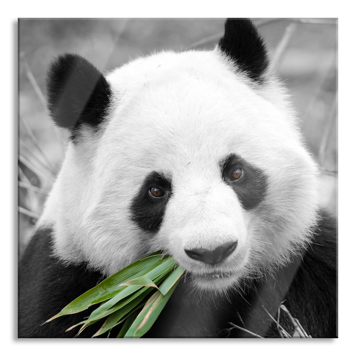 Pixxprint kuscheliger Panda frisst Bambus, Glasbild Quadratisch