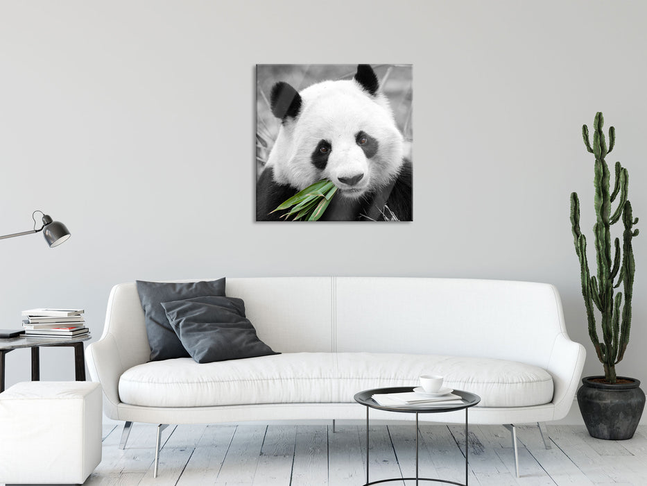 kuscheliger Panda frisst Bambus, Glasbild Quadratisch