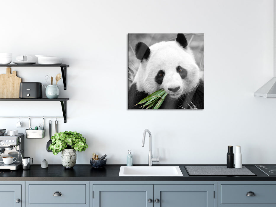 kuscheliger Panda frisst Bambus, Glasbild Quadratisch