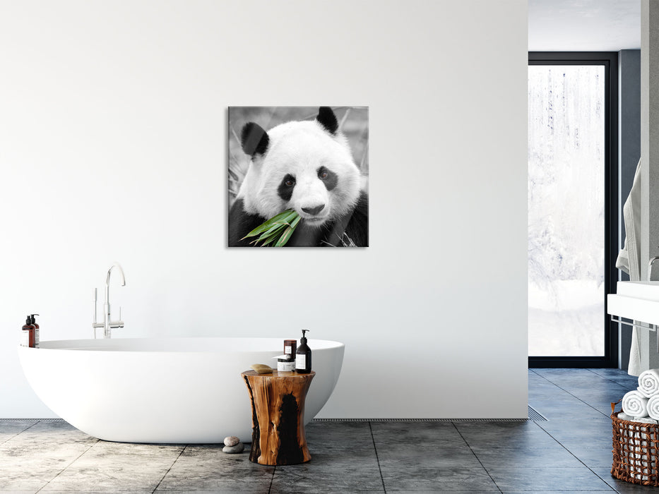 kuscheliger Panda frisst Bambus, Glasbild Quadratisch