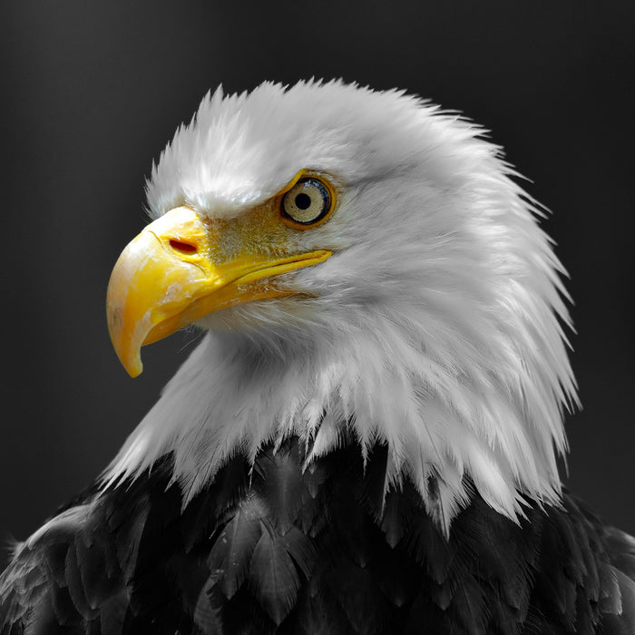 eindrucksvoller Weißkopfseeadler, Glasbild Quadratisch