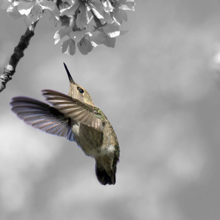 Kolibri vor Kirschblüte, Glasbild Quadratisch