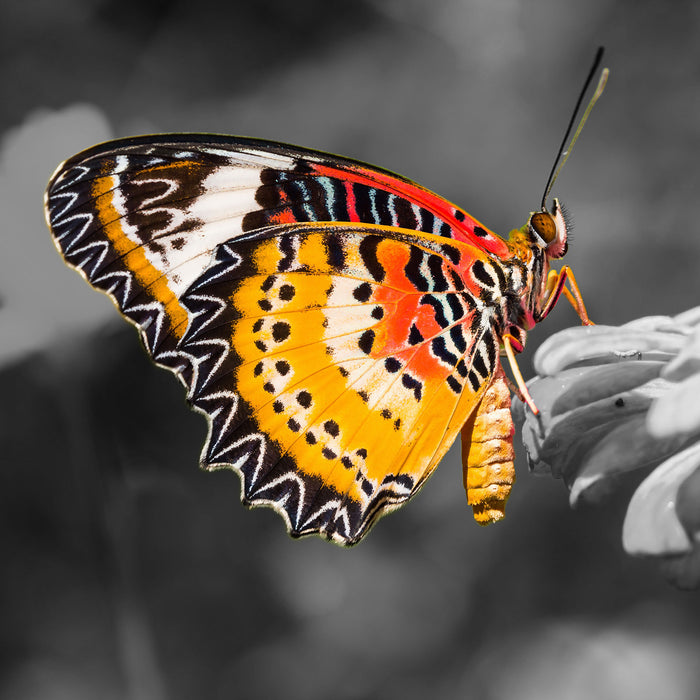 schöner Schmetterling auf Blüte, Glasbild Quadratisch