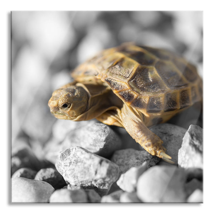 süße Schildkröte auf Steinen, Glasbild Quadratisch