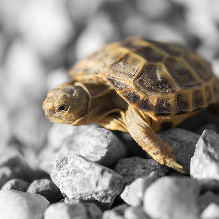 süße Schildkröte auf Steinen, Glasbild Quadratisch