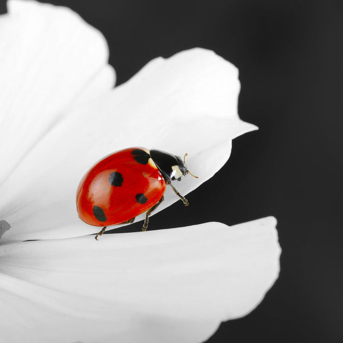 niedlicher Marienkäfer auf Blüte, Glasbild Quadratisch