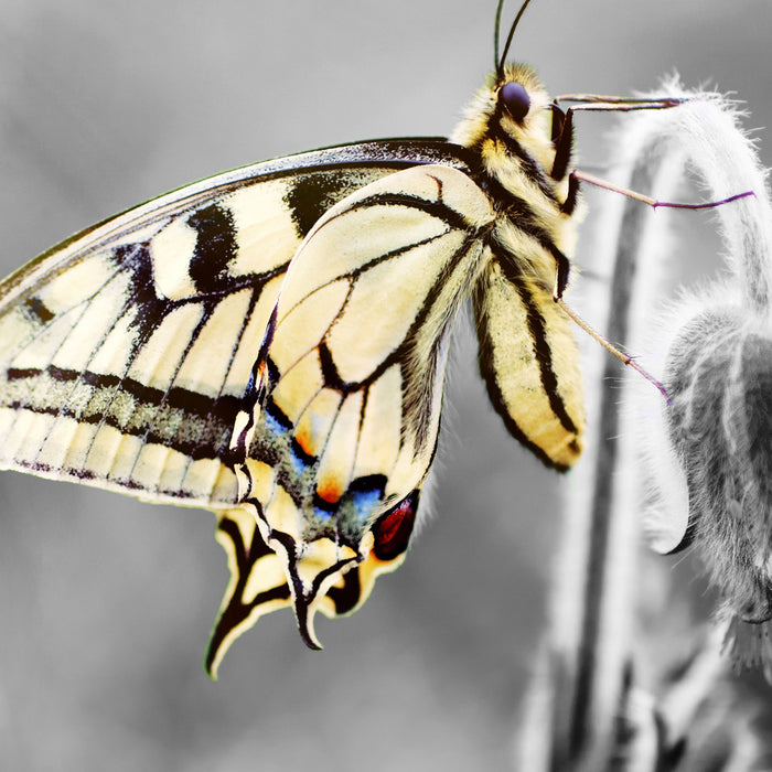 schöner Schmetterling an Blüte, Glasbild Quadratisch