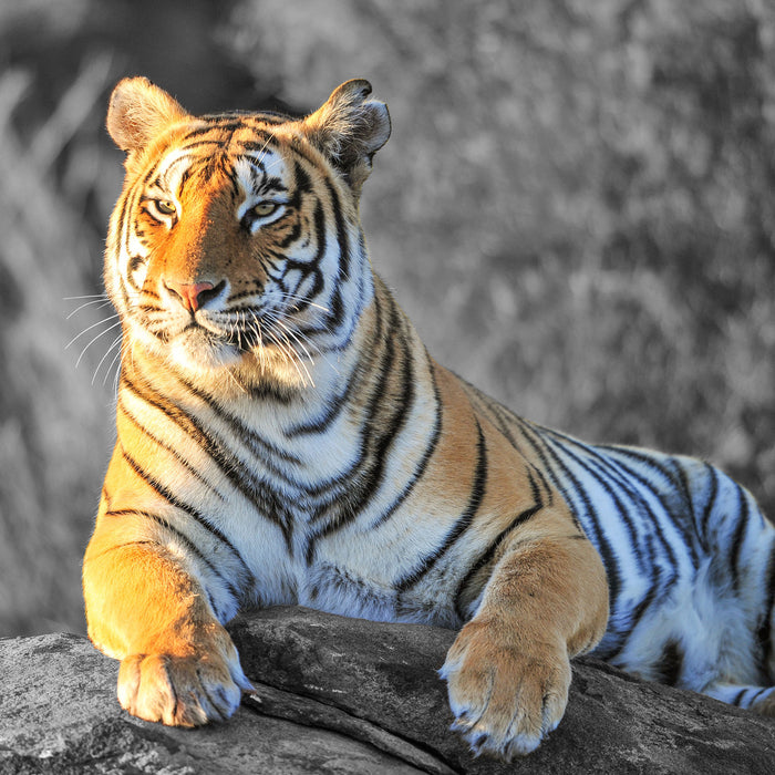 wunderschöner stolzer Tiger, Glasbild Quadratisch