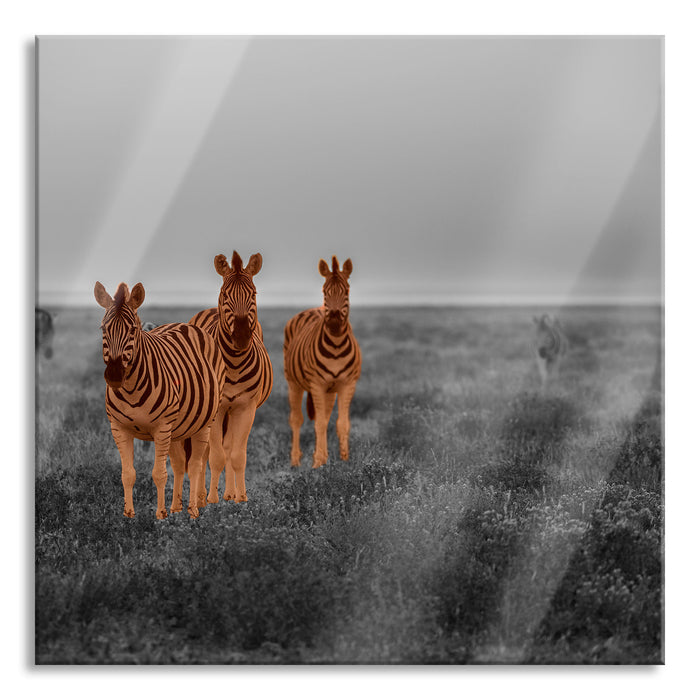 neugierige Zebras in der Savanne, Glasbild Quadratisch