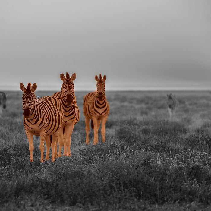 neugierige Zebras in der Savanne, Glasbild Quadratisch