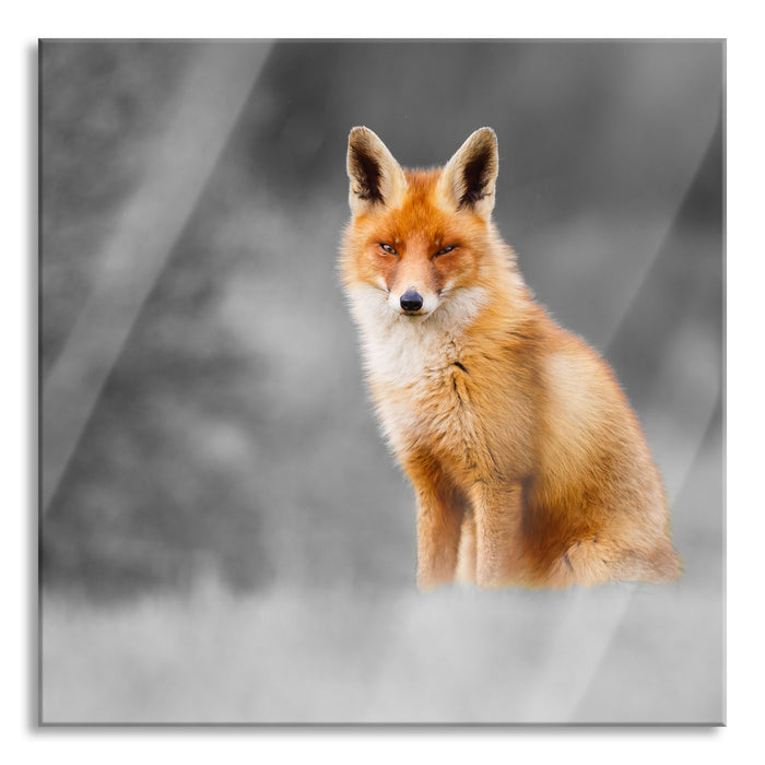 Pixxprint prachtvoller Fuchs, Glasbild Quadratisch