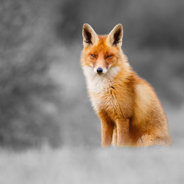 prachtvoller Fuchs, Glasbild Quadratisch