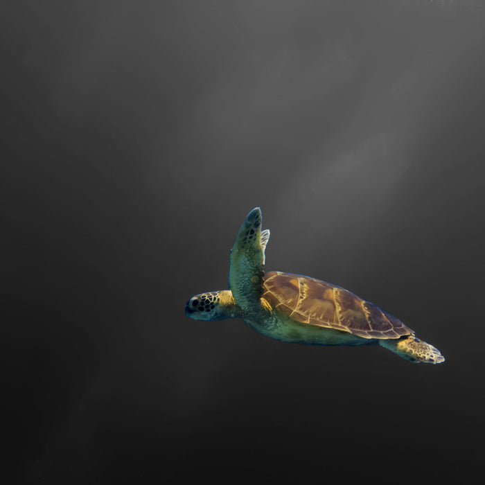 einsame Schildkröte im Meer, Glasbild Quadratisch