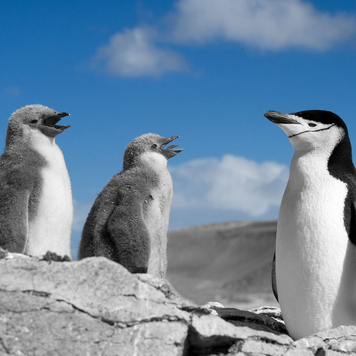 süße Pinguine, Glasbild Quadratisch