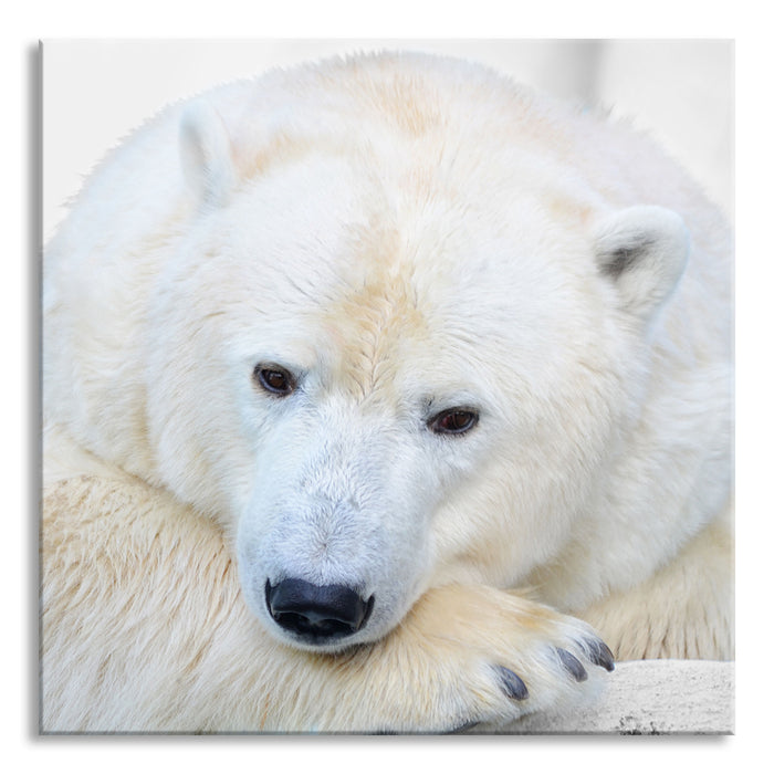 kuscheliger Eisbär, Glasbild Quadratisch