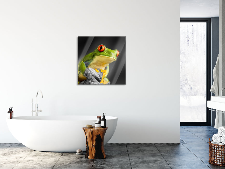 schöner Rotaugen Frosch, Glasbild Quadratisch