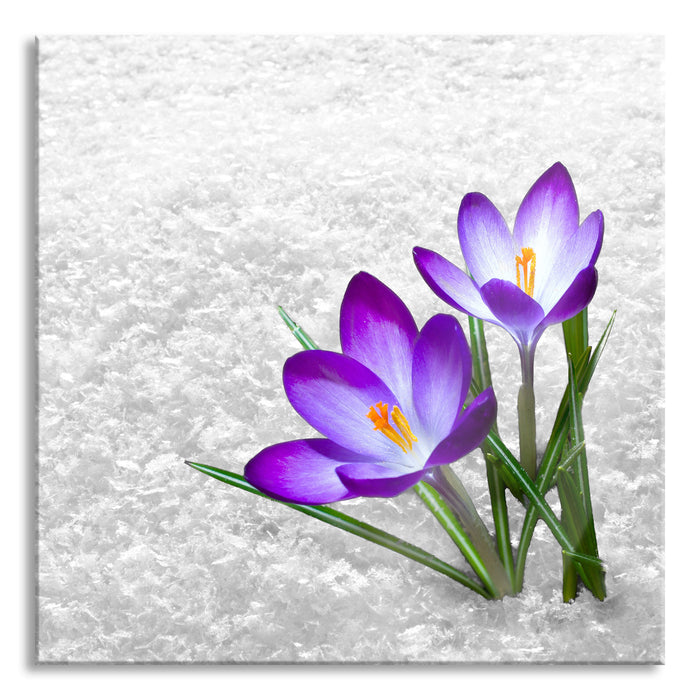 Pixxprint Lila Schnee Krokusse, Glasbild Quadratisch