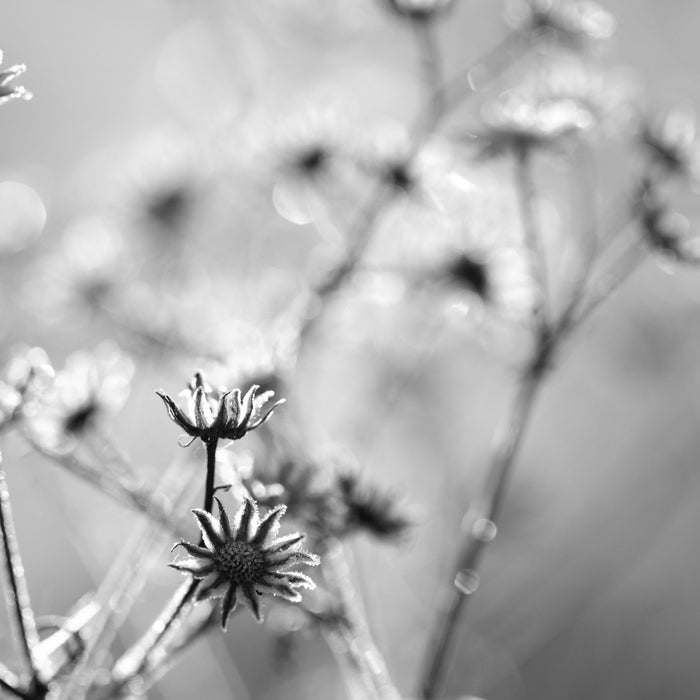 Gefrorene Blumen, Glasbild Quadratisch