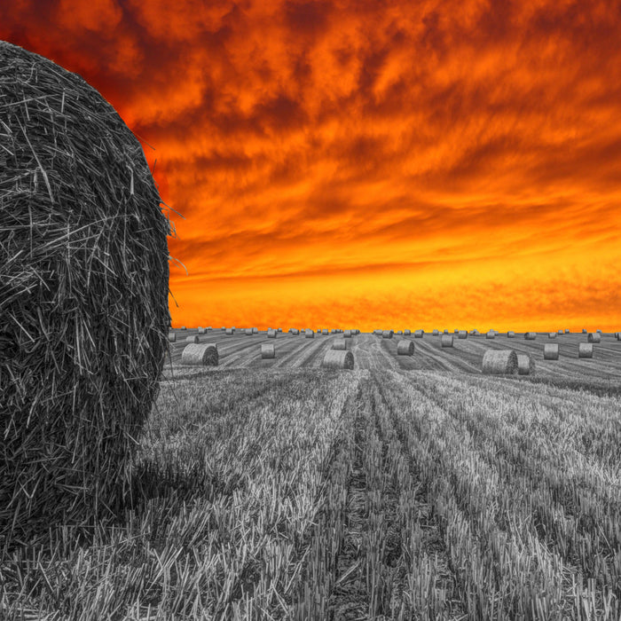 Sonnenuntergang Feldlandschaft, Glasbild Quadratisch