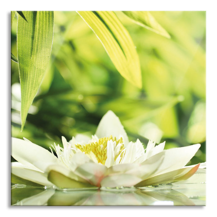 Pixxprint Weiße Seerose im Wasser Wellness, Glasbild Quadratisch